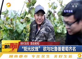 “湘”村发现：澧县葡萄“阳光玫瑰”，欲与吐鲁番葡萄争高下
