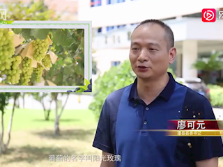 高甜真香预警 澧县喊你来吃阳光玫瑰葡萄啦
