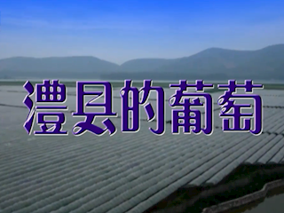 澧县的葡萄