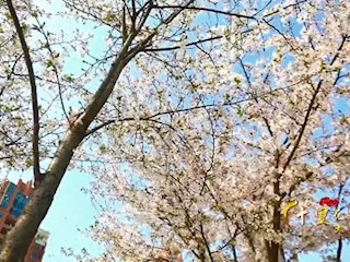 十里花堤 大美澧州