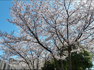 春已至 花已开