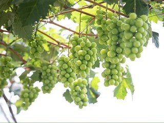 澧县阳光玫瑰葡萄