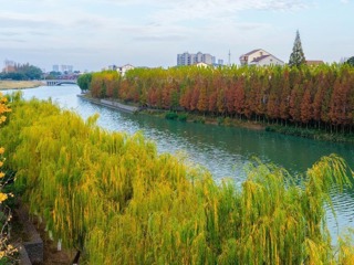 一江清流绕城廓 岸畔红杉映冬晴