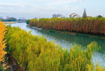 一江清流绕城廓 岸畔红杉映冬晴