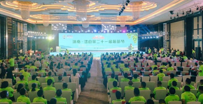 澧县第二十一届葡萄节 | 2026年澧县第二十一届葡萄节盛大启幕